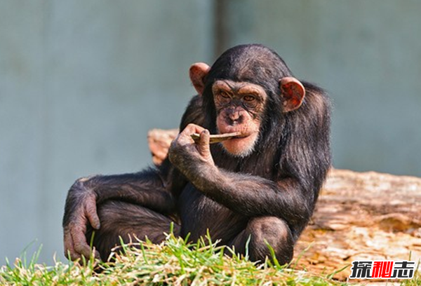 10種動物有神奇的本領(lǐng) 第三能安慰同伴,第一模仿力超強