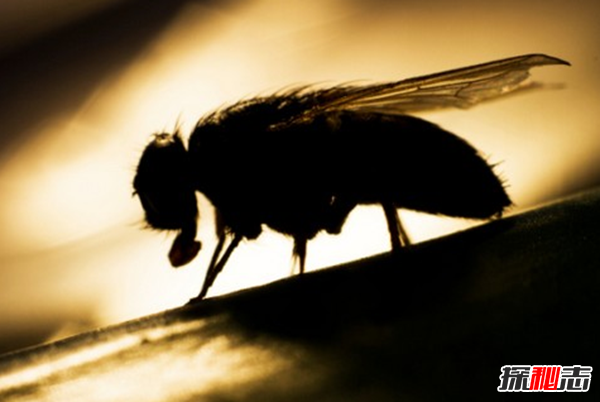 10種動物有神奇的本領(lǐng) 第三能安慰同伴,第一模仿力超強