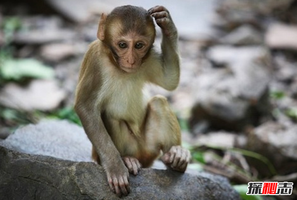 10種動物有神奇的本領(lǐng) 第三能安慰同伴,第一模仿力超強