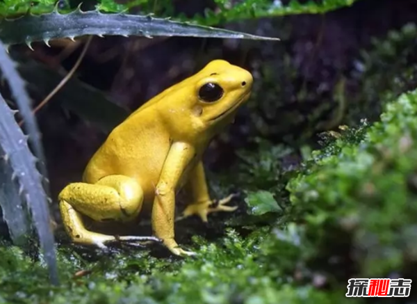 外表美麗卻有毒的十大動物 火蠑螈上榜,第一咬一口就能致命
