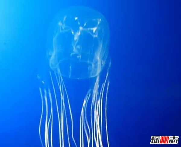 外表美麗卻有毒的十大動物 火蠑螈上榜,第一咬一口就能致命