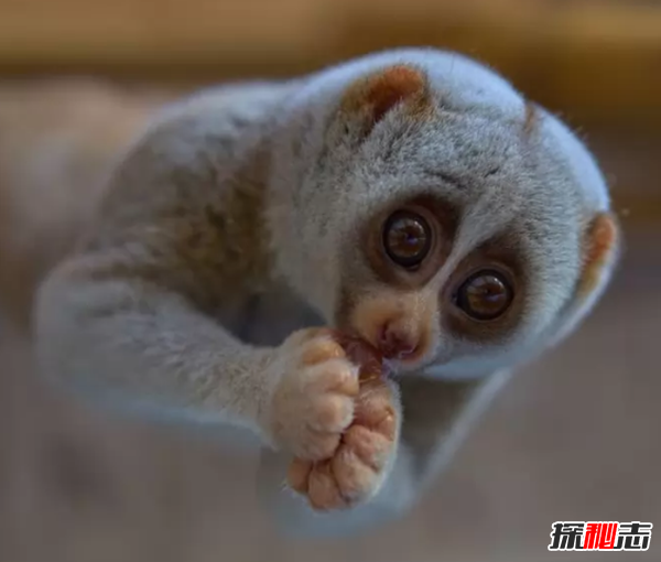 外表美麗卻有毒的十大動物 火蠑螈上榜,第一咬一口就能致命