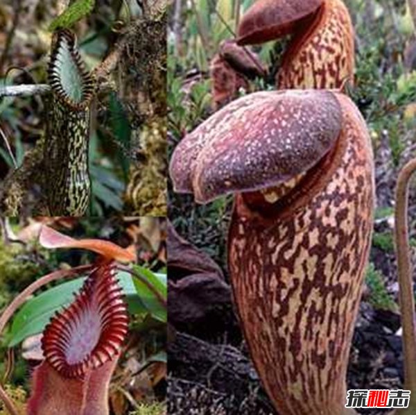 食肉植物怎樣捕食獵物?世界上最可怕的10大食肉植物