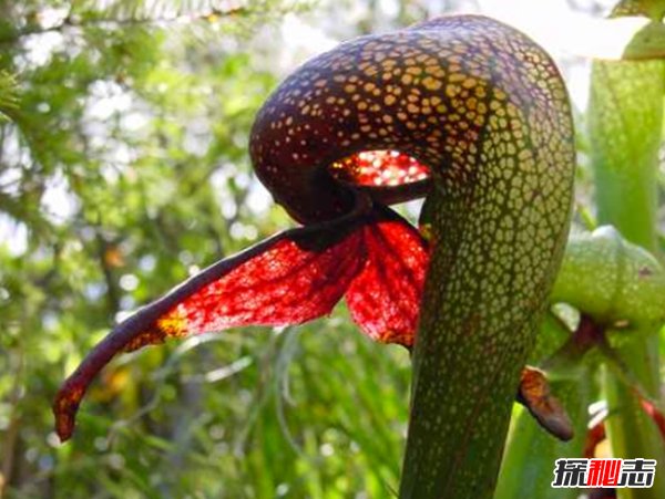 食肉植物怎樣捕食獵物?世界上最可怕的10大食肉植物