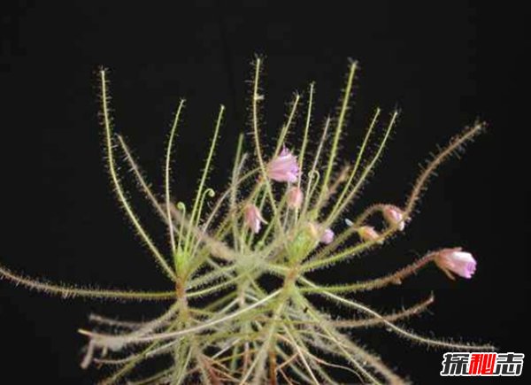 食肉植物怎樣捕食獵物?世界上最可怕的10大食肉植物