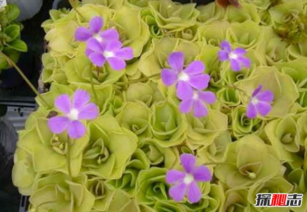 食肉植物怎樣捕食獵物?世界上最可怕的10大食肉植物