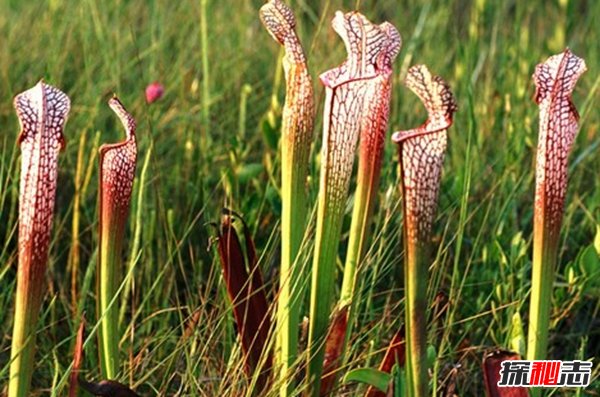 食肉植物怎樣捕食獵物?世界上最可怕的10大食肉植物