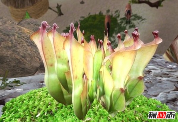 食肉植物怎樣捕食獵物?世界上最可怕的10大食肉植物