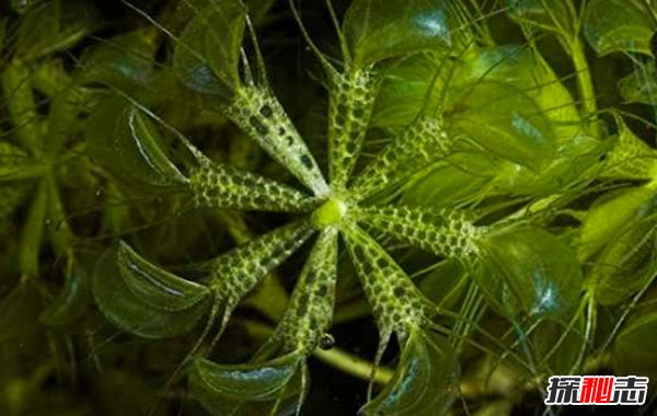 食肉植物怎樣捕食獵物?世界上最可怕的10大食肉植物