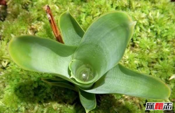 食肉植物怎樣捕食獵物?世界上最可怕的10大食肉植物