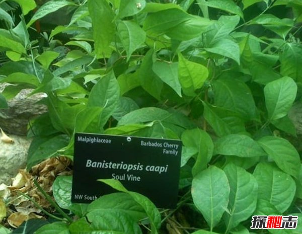 哪些植物一碰人就會死?生活中致人死亡的十大植物