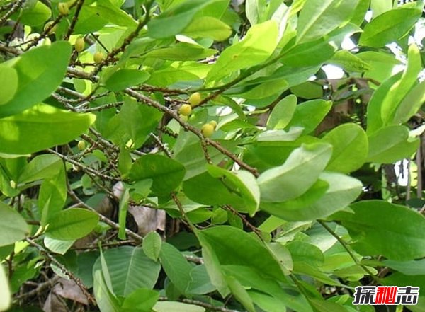 哪些植物一碰人就會死?生活中致人死亡的十大植物