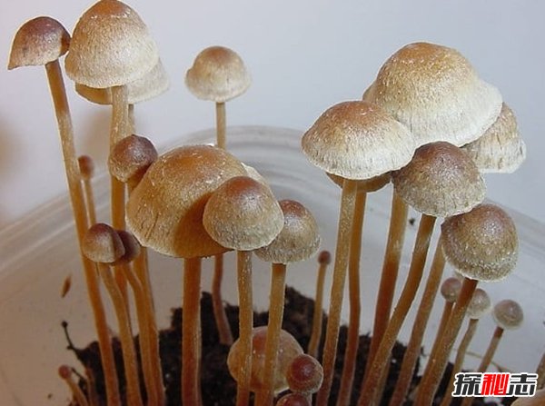 哪些植物一碰人就會死?生活中致人死亡的十大植物