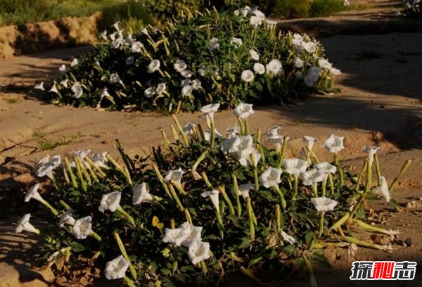 哪些植物一碰人就會死?生活中致人死亡的十大植物