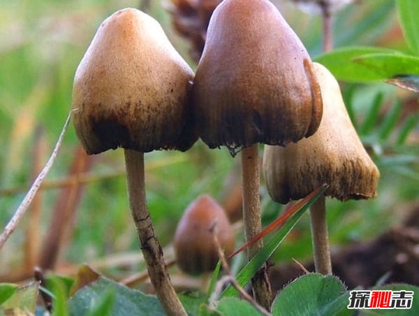 哪些植物一碰人就會死?生活中致人死亡的十大植物