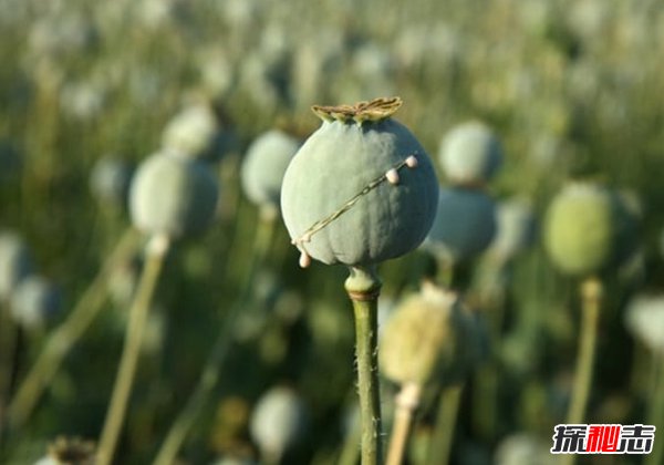 哪些植物一碰人就會死?生活中致人死亡的十大植物