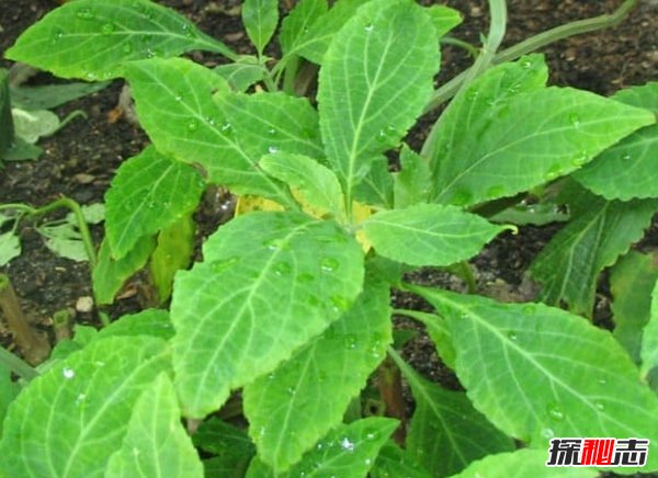 哪些植物一碰人就會死?生活中致人死亡的十大植物