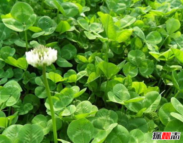 心形葉子的植物有哪些,你能認(rèn)出幾種?