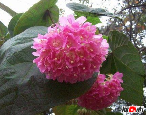 心形葉子的植物有哪些,你能認(rèn)出幾種?