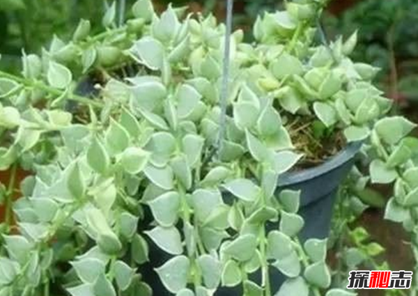 心形葉子的植物有哪些,你能認(rèn)出幾種?