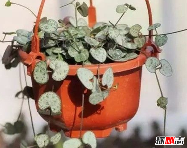 心形葉子的植物有哪些,你能認(rèn)出幾種?
