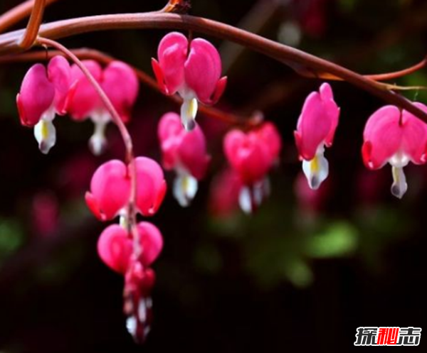 心形葉子的植物有哪些,你能認(rèn)出幾種?