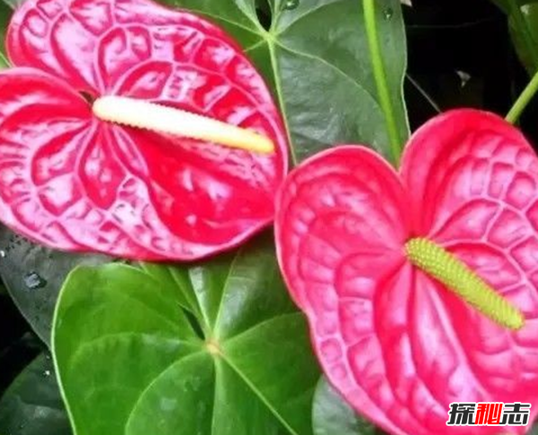 心形葉子的植物有哪些,你能認(rèn)出幾種?