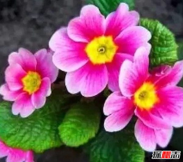 心形葉子的植物有哪些,你能認(rèn)出幾種?