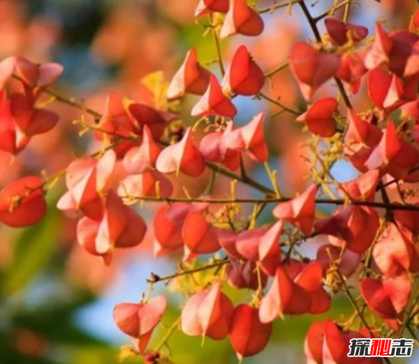 心形葉子的植物有哪些,你能認(rèn)出幾種?