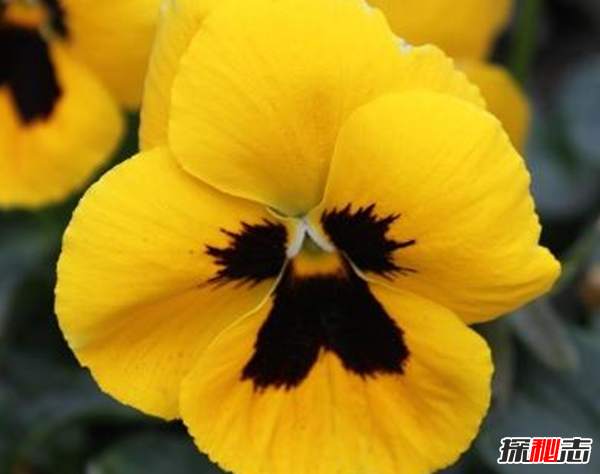 心形葉子的植物有哪些,你能認(rèn)出幾種?