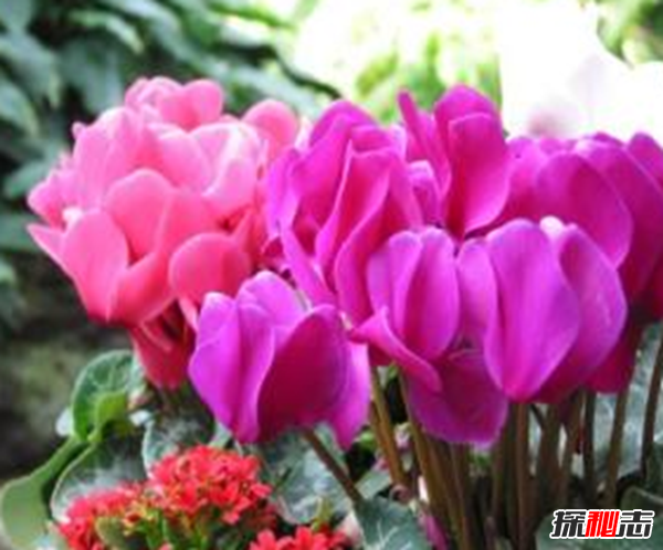 心形葉子的植物有哪些,你能認(rèn)出幾種?