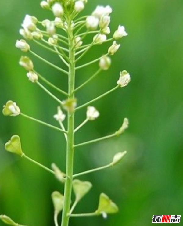 心形葉子的植物有哪些,你能認(rèn)出幾種?
