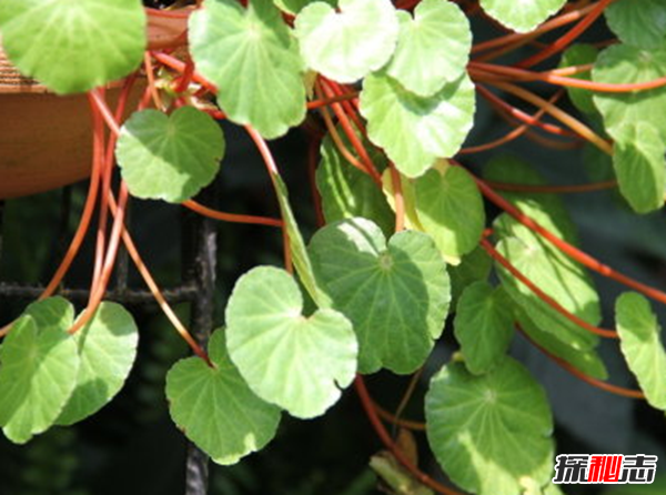 心形葉子的植物有哪些,你能認(rèn)出幾種?