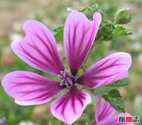 心形葉子的植物有哪些,你能認(rèn)出幾種?