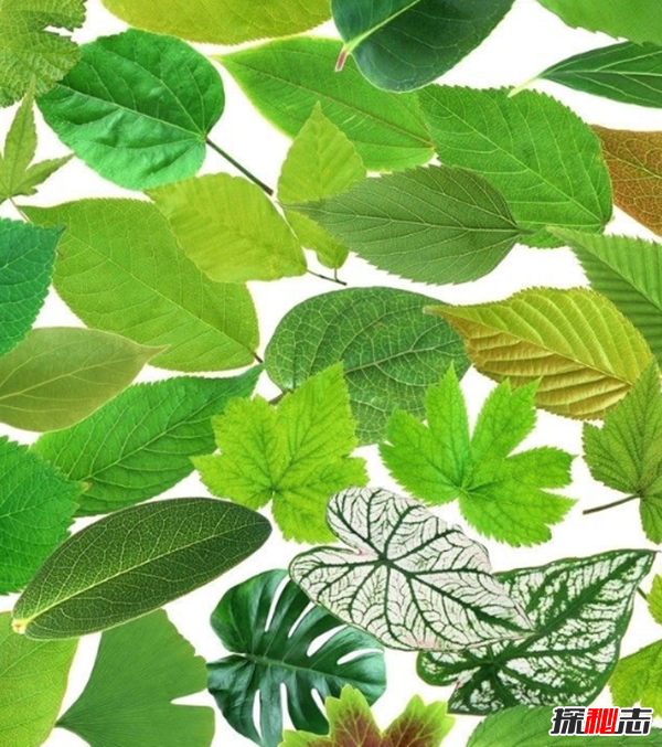 心形葉子的植物有哪些,你能認(rèn)出幾種?