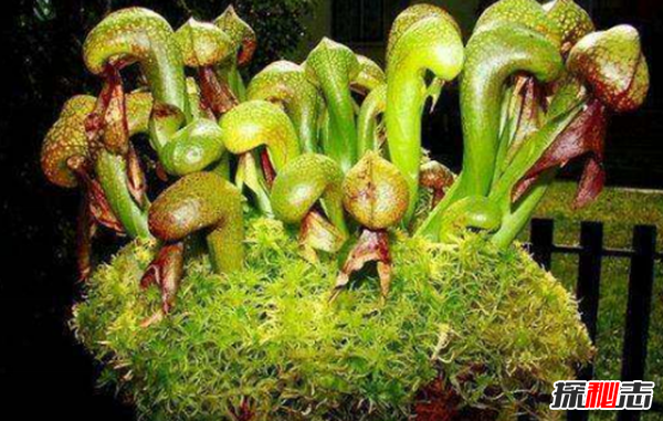 世界八大恐怖植物,水毒芹毒是北美毒性最強(qiáng)的植物