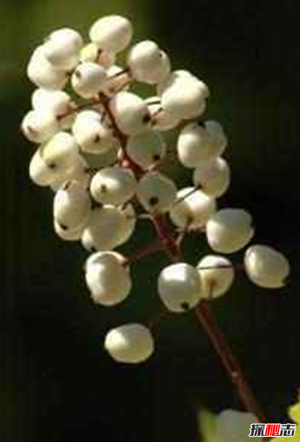 世界八大恐怖植物,水毒芹毒是北美毒性最強(qiáng)的植物