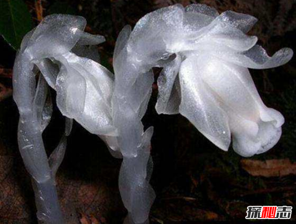 世界八大恐怖植物,水毒芹毒是北美毒性最強(qiáng)的植物