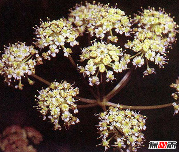 世界八大恐怖植物,水毒芹毒是北美毒性最強(qiáng)的植物