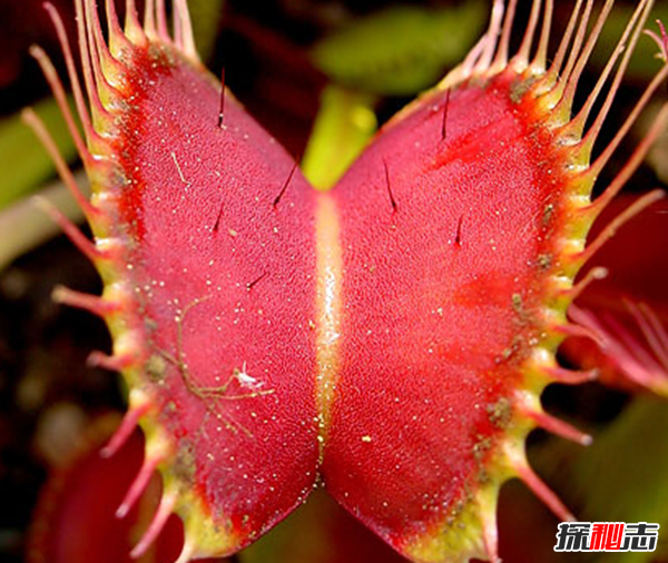 世界八大恐怖植物,水毒芹毒是北美毒性最強(qiáng)的植物