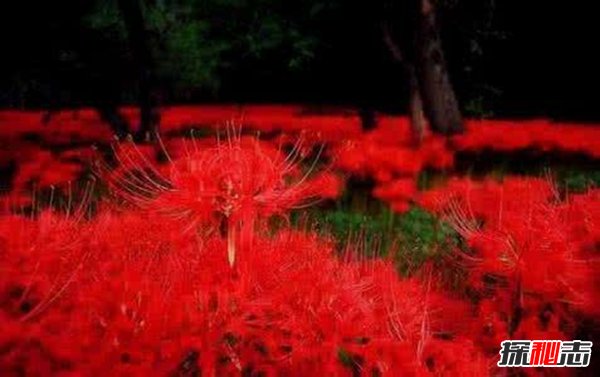 傳說彼岸花在冥界入口,揭秘彼岸花為什么叫死人花