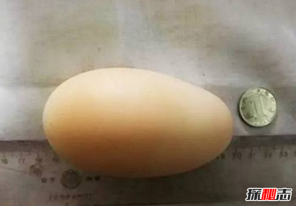 一枚雞蛋約重多少克?揭秘世界上最大的雞蛋