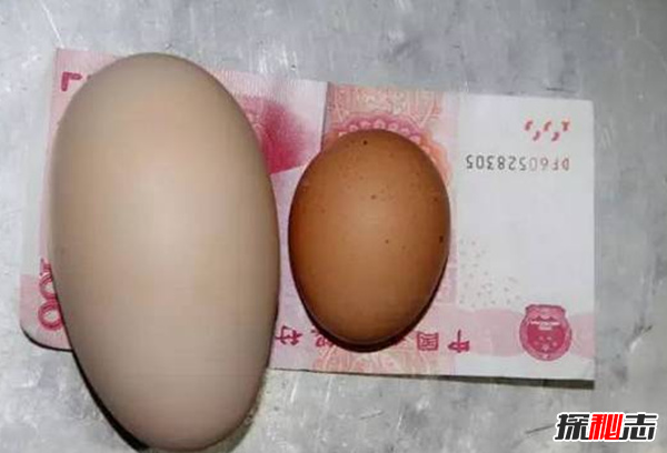 一枚雞蛋約重多少克?揭秘世界上最大的雞蛋