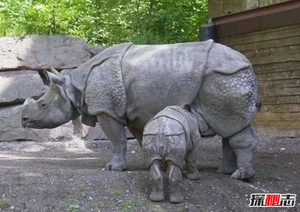 世界十大瀕危動(dòng)物之首,克羅斯河大猩猩僅200只(非法狩獵)